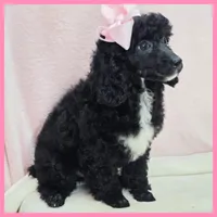 Katie, a female Poodle - Miniature  for sale in Austin, TX – 2 of 4