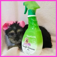 Indigo, a female Pug and Yorkshire Terrier for sale in Austin, TX – 3 of 3