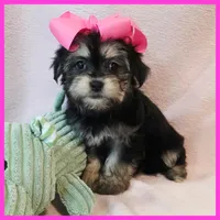 Isabella, a female Pug and Yorkshire Terrier for sale in Austin, TX – 5 of 5