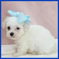 Milo, a male Maltipoo for sale in Austin, TX – 3 of 3