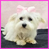 Izzy, a female Morkie for sale in Austin, TX – 4 of 4