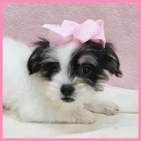 Josie, a female Yorkipoo for sale in Taylor, TX – 5 of 5
