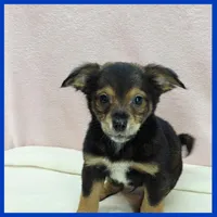 Nugget, a male Miniature Schnauzer for sale in Austin, TX – 2 of 3