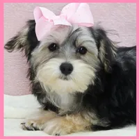 Jenna, a female Yorkipoo for sale in Austin, TX – 7 of 7