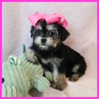 Isabella, a female Pug and Yorkshire Terrier for sale in Austin, TX – 3 of 5