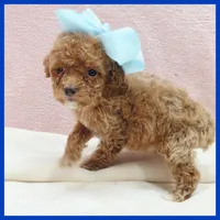 Kyle, a male Poodle - Miniature  for sale in Austin, TX – 3 of 3