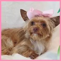 Abby, a female Yorkshire Terrier for sale in Austin, TX – 3 of 4