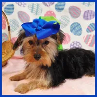 Quillage, a male Morkie for sale in Austin, TX – 2 of 4