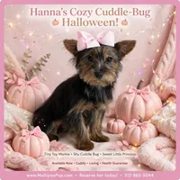 Hanna, a female Morkie for sale in Taylor, TX – 3 of 5