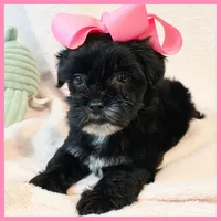 Janet, a female Yorkipoo for sale in Austin, TX – 3 of 3