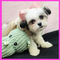 Ivy, a female Maltese and Shih Tzu for sale in Austin, TX – 3 of 4