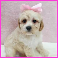 Lucy, a female Maltipoo for sale in Austin, TX – 3 of 3