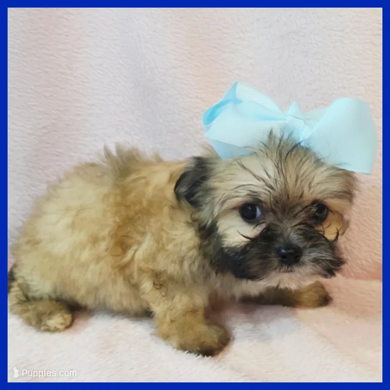 Iggy – Pug, Yorkshire Terrier puppy for sale in Austin, TX