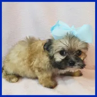 Iggy, a male Pug and Yorkshire Terrier for sale in Austin, TX – 1 of 3