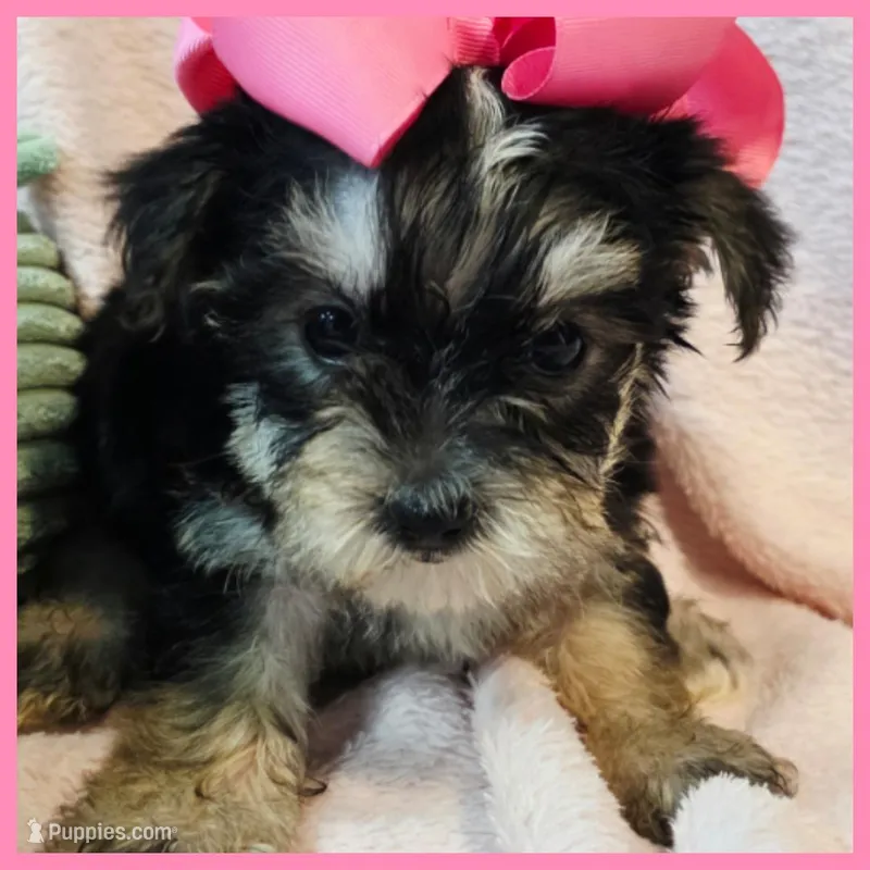 Jenna – Yorkipoo puppy for sale in Austin, TX