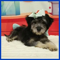 Nico, a male Standard Schnauzer for sale in Austin, TX – 2 of 3