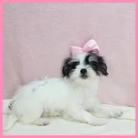 Josie, a female Yorkipoo for sale in Austin, TX – 7 of 7