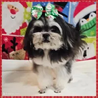 Bonnie, a female Maltese and Shih Tzu for sale in Taylor, TX – 2 of 4