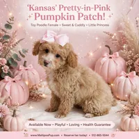 Kansas, a female Poodle - Miniature  for sale in Taylor, TX – 4 of 5