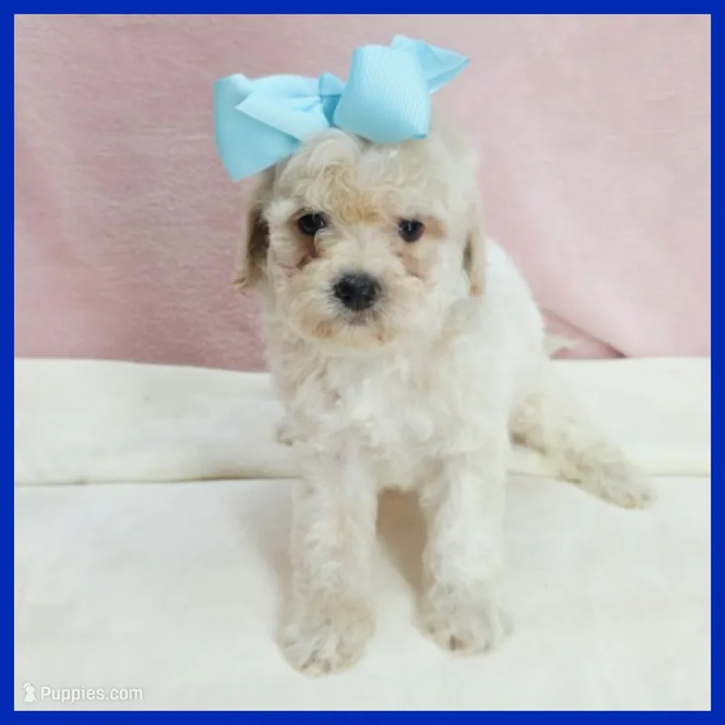 Liam – Maltipoo puppy for sale in Austin, TX