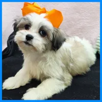 Issac, a male Maltese and Shih Tzu for sale in Taylor, TX – 5 of 5