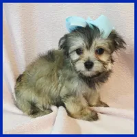Issac, a male Pug and Yorkshire Terrier for sale in Austin, TX – 2 of 3