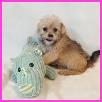 Iris, a female Pug and Yorkshire Terrier for sale in Austin, TX – 2 of 3