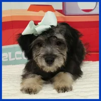 Nico, a male Standard Schnauzer for sale in Austin, TX – 3 of 3
