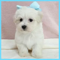 Mason, a male Maltipoo for sale in Austin, TX – 3 of 4