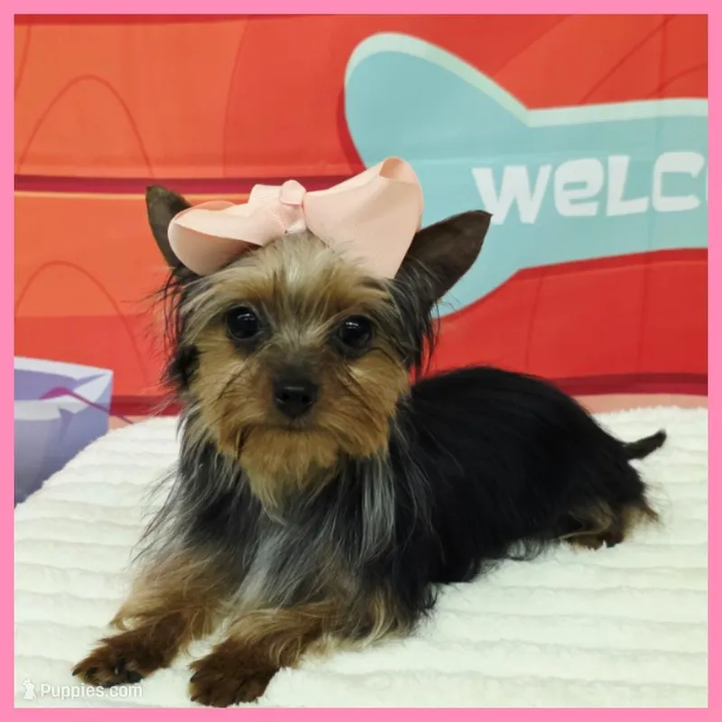 Fern – Morkie puppy for sale in Austin, TX