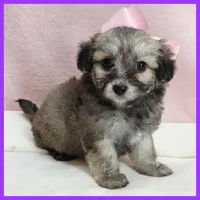 Maya, a female Maltipoo for sale in Austin, TX – 3 of 3