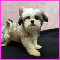 Ivy, a female Maltese and Shih Tzu for sale in Austin, TX – 2 of 4