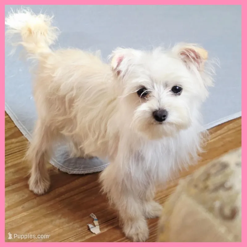 Izzy – Morkie puppy for sale in Austin, TX