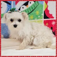 Izzy, a female Morkie for sale in Austin, TX – Photo 2 of 4