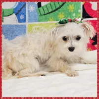 Izzy, a female Morkie for sale in Austin, TX – Photo 3 of 4