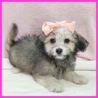 Maya, a female Maltipoo for sale in Austin, TX – 2 of 3