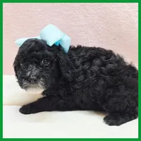 King, a male Poodle - Miniature  for sale in Austin, TX – 3 of 3