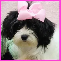 Harmony, a female Morkie for sale in Taylor, TX – 5 of 6