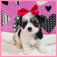 Daisy, a female Morkie for sale in Austin, TX – Photo 4 of 4