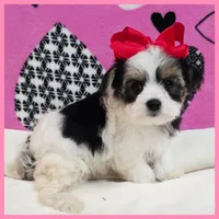 Daisy, a female Morkie for sale in Austin, TX – Photo 2 of 4