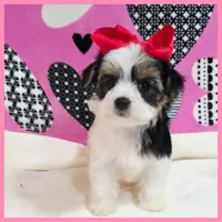 Daisy, a female Morkie for sale in Austin, TX – Photo 3 of 4