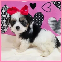 Daisy, a female Morkie for sale in Austin, TX – Photo 1 of 4