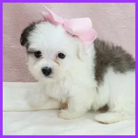 Maggie, a female Maltipoo for sale in Austin, TX – 3 of 3