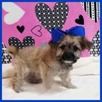 Coco, a female Morkie for sale in Austin, TX – Photo 3 of 4