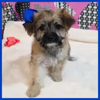 Coco, a female Morkie for sale in Austin, TX – Photo 2 of 4