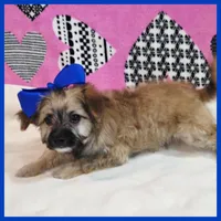 Coco, a female Morkie for sale in Austin, TX – Photo 4 of 4