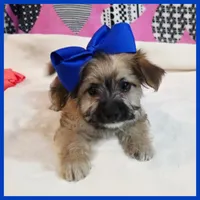 Coco, a female Morkie for sale in Austin, TX – Photo 1 of 4