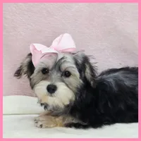 Jenna, a female Yorkipoo for sale in Austin, TX – 4 of 7