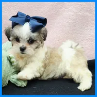 Isaiah, a male Maltese and Shih Tzu for sale in Austin, TX – 4 of 4