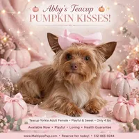 Abby, a female Yorkshire Terrier for sale in Taylor, TX – 2 of 5